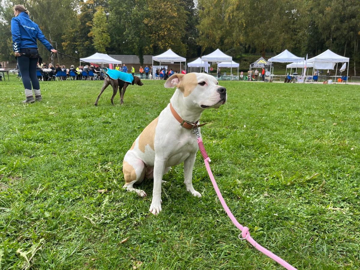 Le chien de Mélanie et sa laisse de canicross