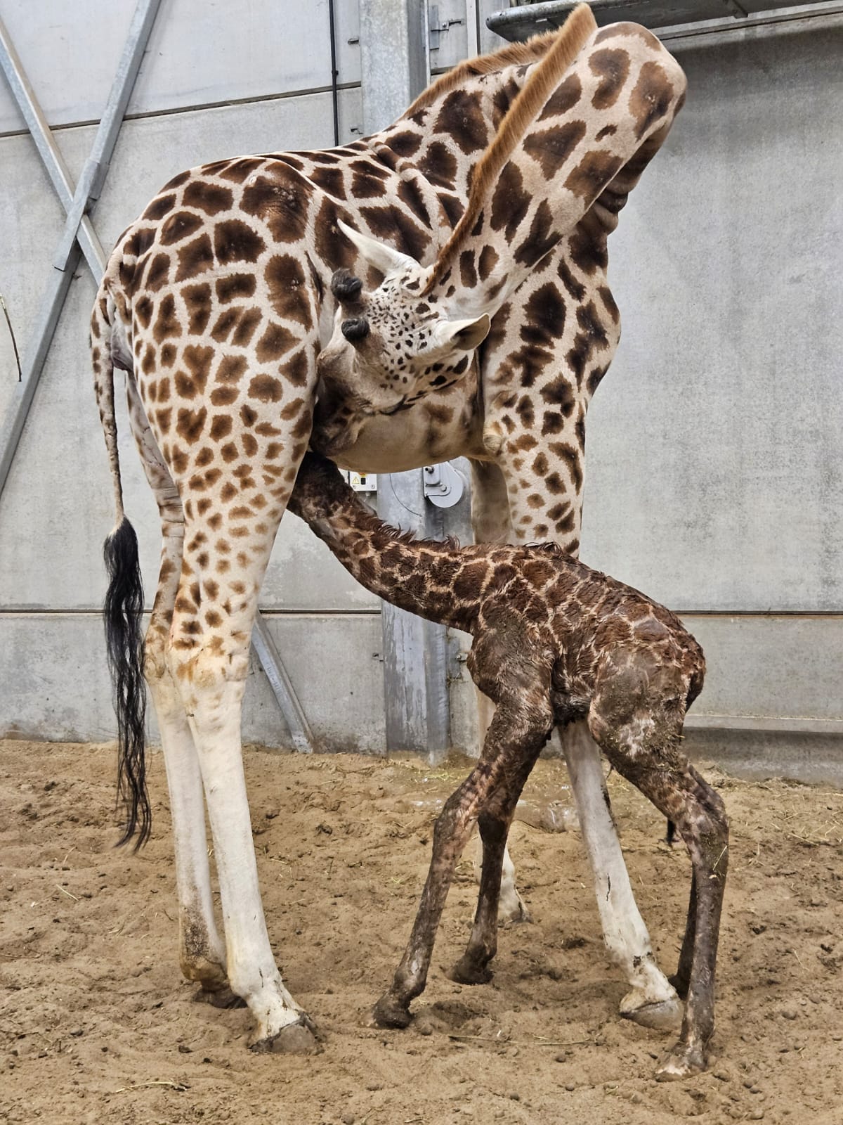 Le girafon blotti contre sa m&egrave;re.