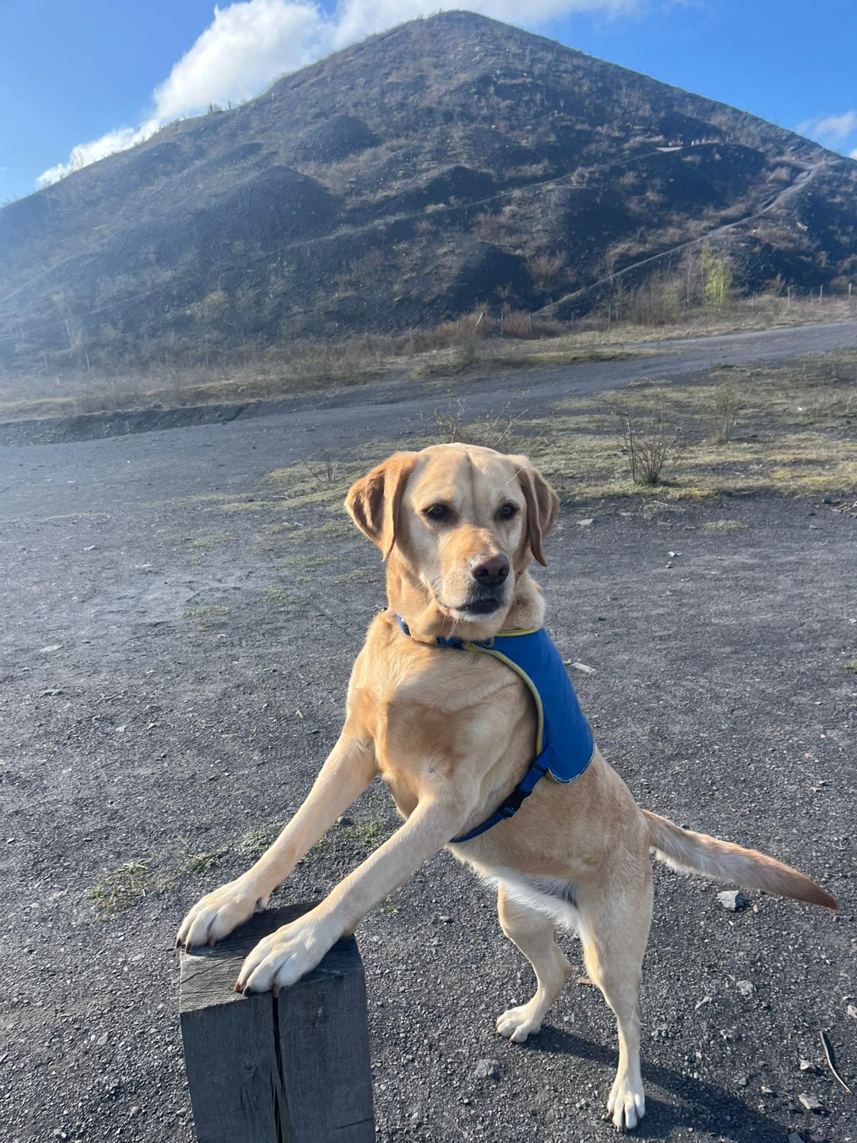 Sushi la chienne de Pierre