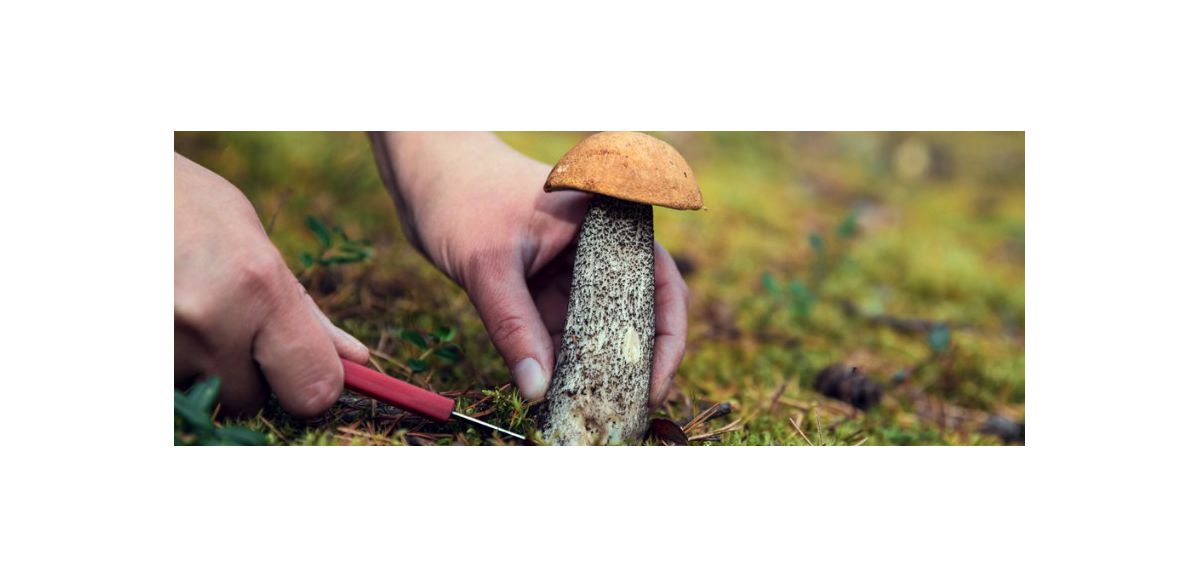 Attention aux intoxications avec la saison de cueillette des champignons !
