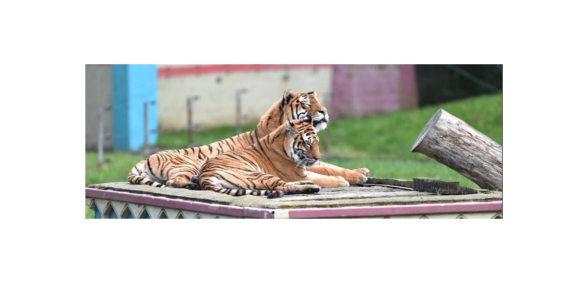 2 tigresses euthanasiées au parc Bellewaerde en Belgique