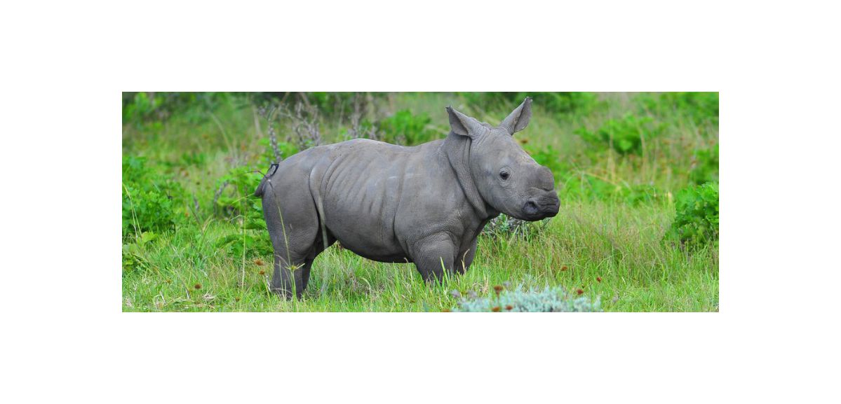 Naissance d'un rhinocéros blanc à Pairi Daiza