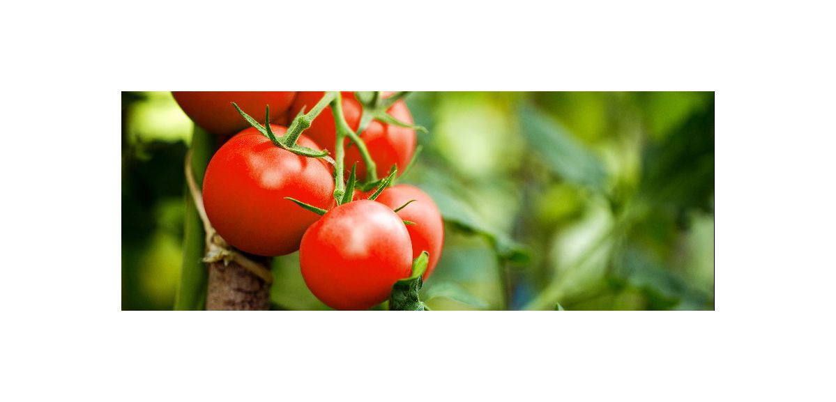 Attention, un virus émergent pourrait affecter les tomates, piments et poivrons de votre potager