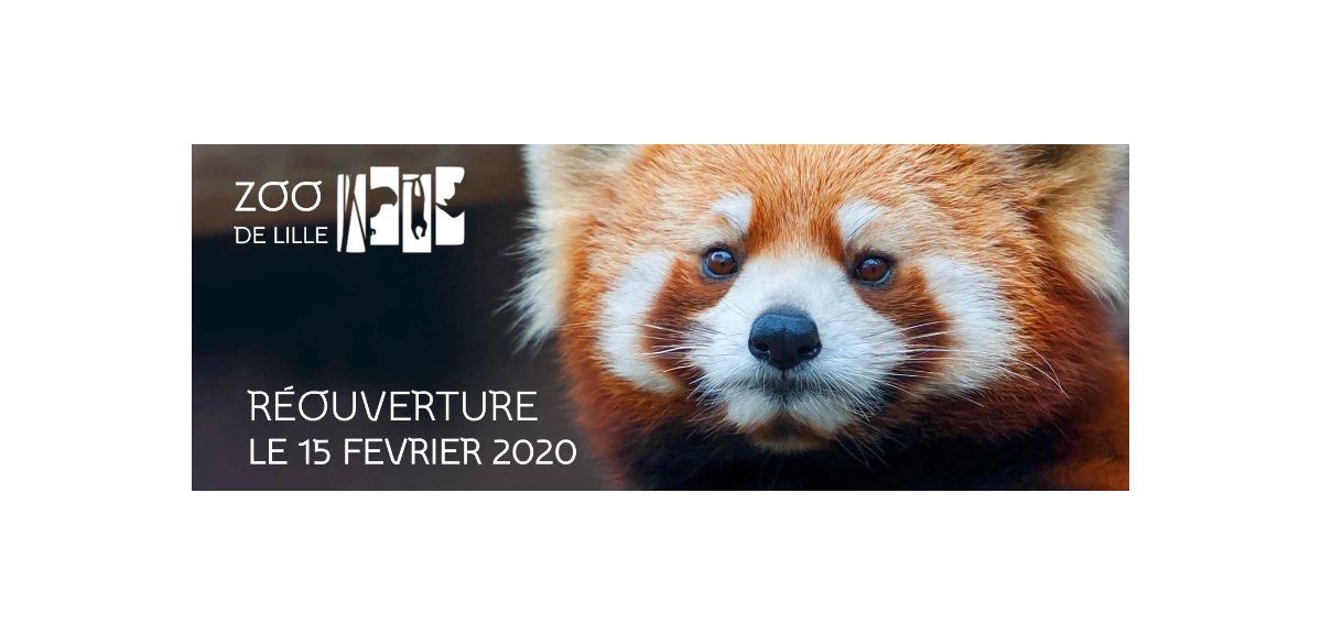 Le zoo de Lille rouvrira sans Pong, l'emblématique panda roux est mort