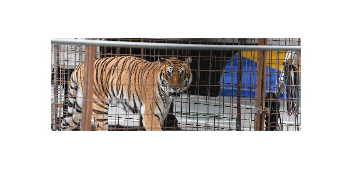 Une pétition contre le cirque avec des animaux sauvages à Lens recueille 38 000 signatures 
