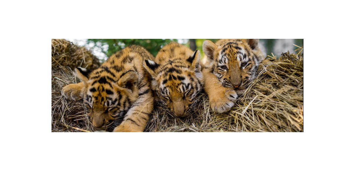 Bellewaerde accueille 4 tigres d’une espèce en voie d’extinction