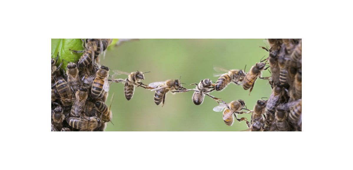 Il se retrouve avec 7000 abeilles dans son jardin près de Bapaume