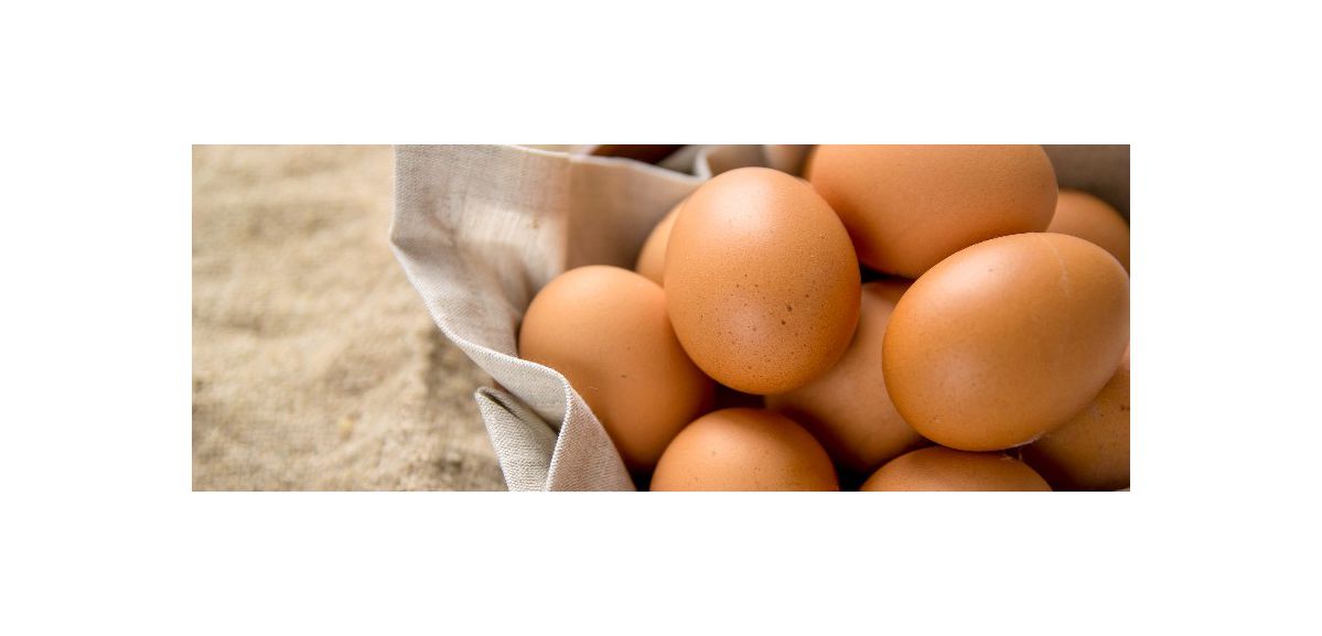 Rappel de 500 000 œufs potentiellement contaminés aux salmonelles chez Carrefour, Auchan et Leclerc 