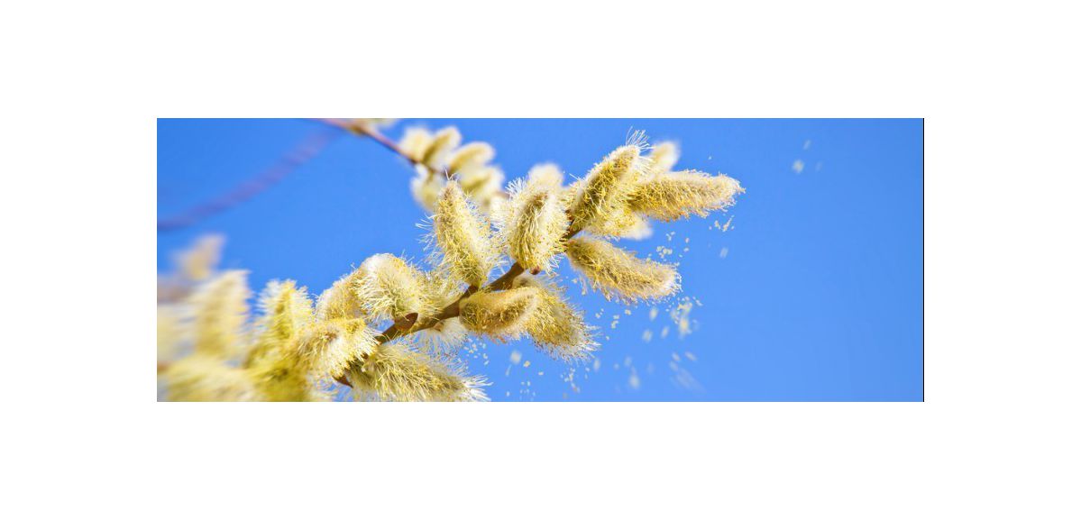 Attention, risques élevés aux pollens de graminées dans le Nord et le Pas-de-Calais