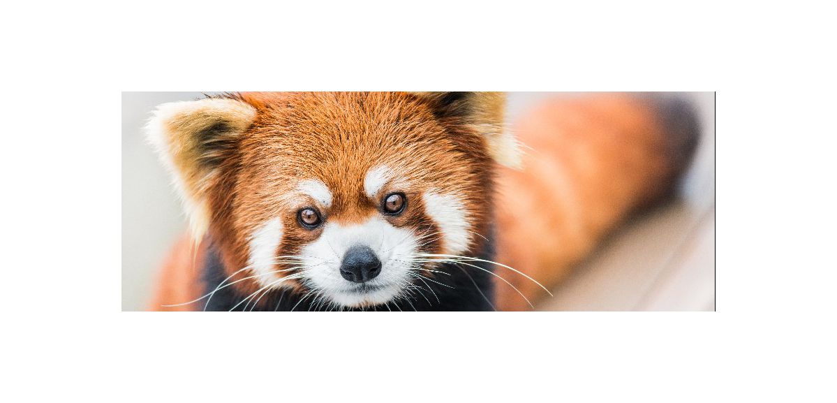 Vers l’arrivée d’un nouveau panda roux au zoo de Lille ? 