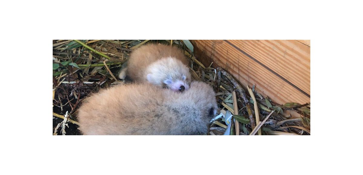 Naissance de 2 bébés pandas roux à Pairi Daiza 