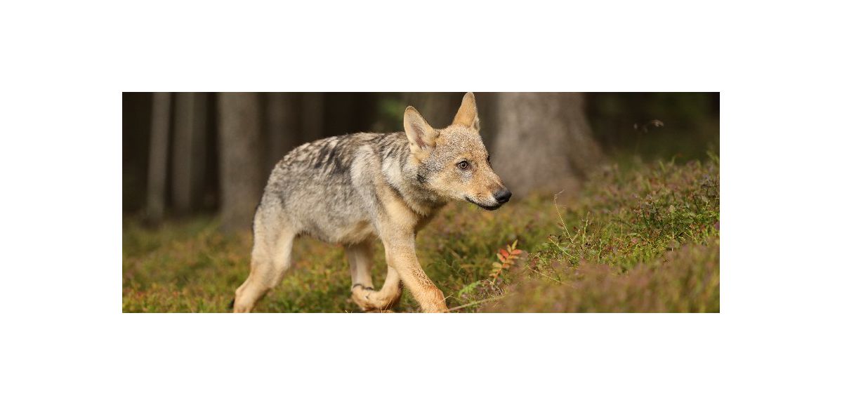 Une jeune louve s'est échappée ce lundi du parc Pairi Daiza en Belgique