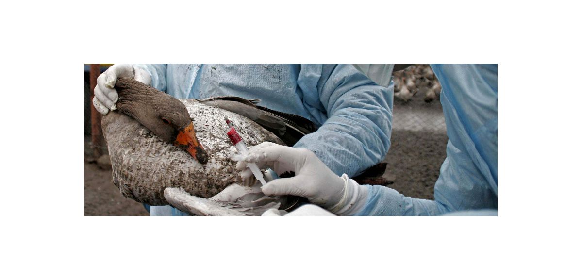 Le Nord et le Pas-de-Calais en risque « élevé » d’introduction de la grippe aviaire 