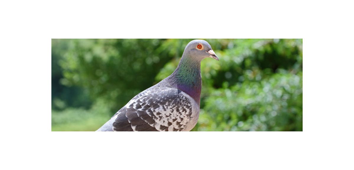 Un pigeon voyageur a été vendu 1,6 million d'euros 