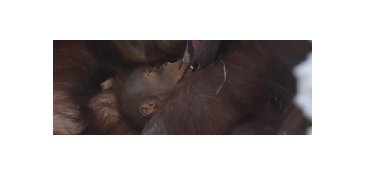 Pairi Daiza a annoncé la naissance d’un bébé orang-outan