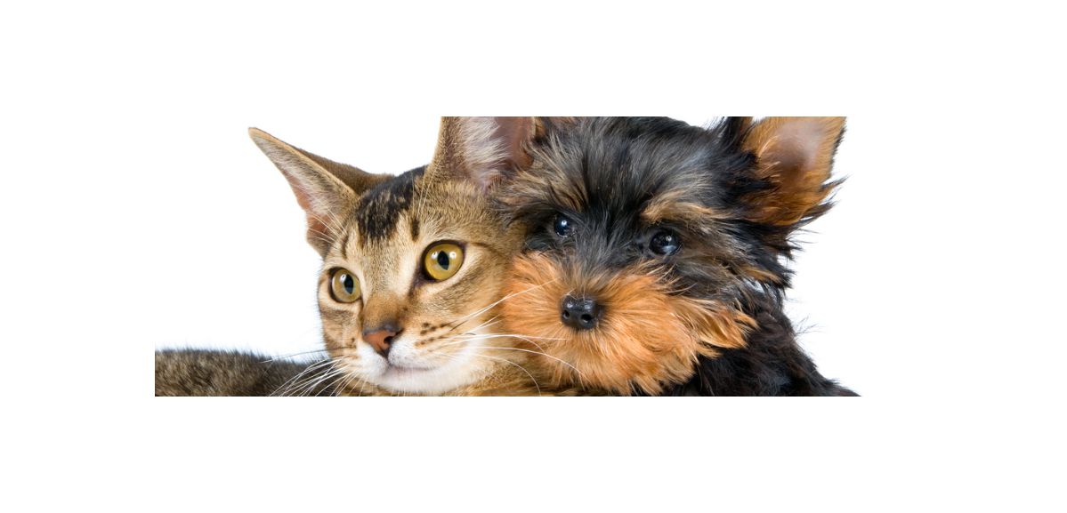La vente de chiens et de chats interdite en animalerie