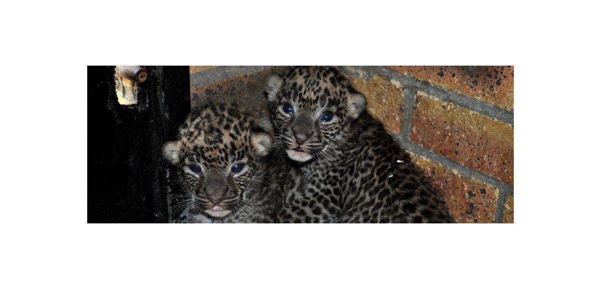 2 bébés panthères de Sri Lanka sont nés au Zoo de Maubeuge 