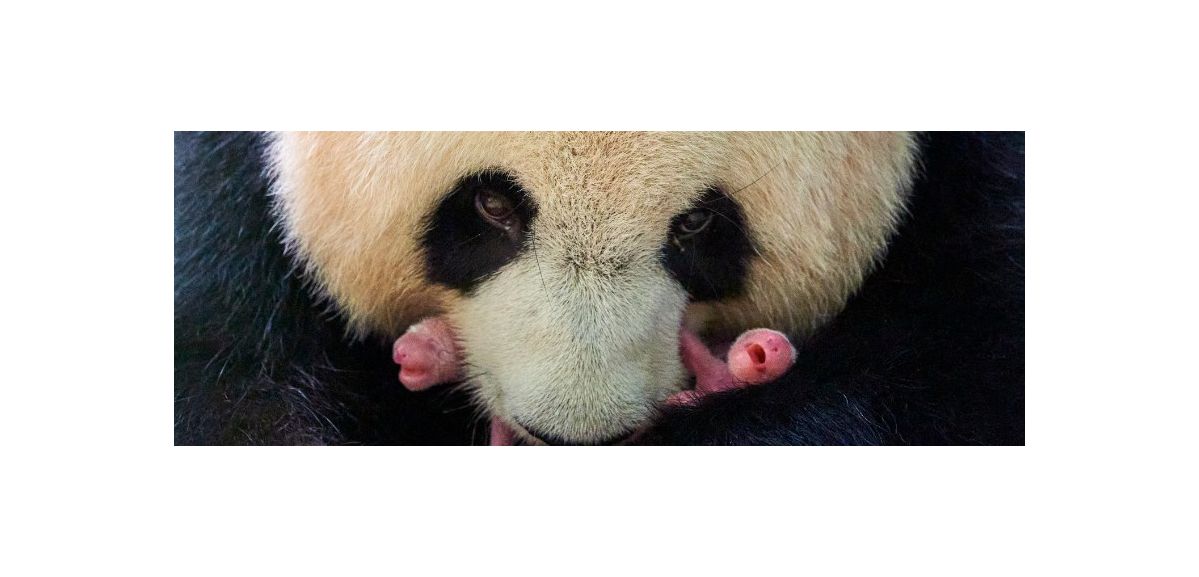 2 nouveaux bébés panda sont nés au ZooParc de Beauval