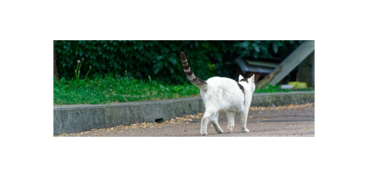 Plusieurs chats retrouvés morts en pleine rue à Bruay-La-Buissière