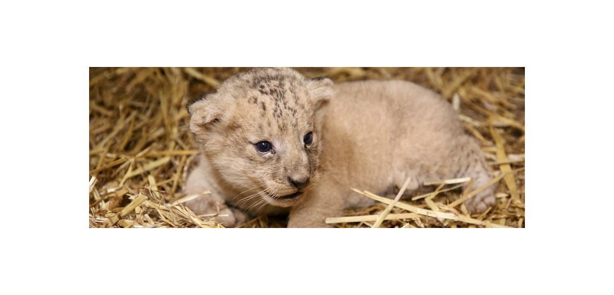 Pairi Daiza : naissance d’un bébé lion dans le zoo belge 