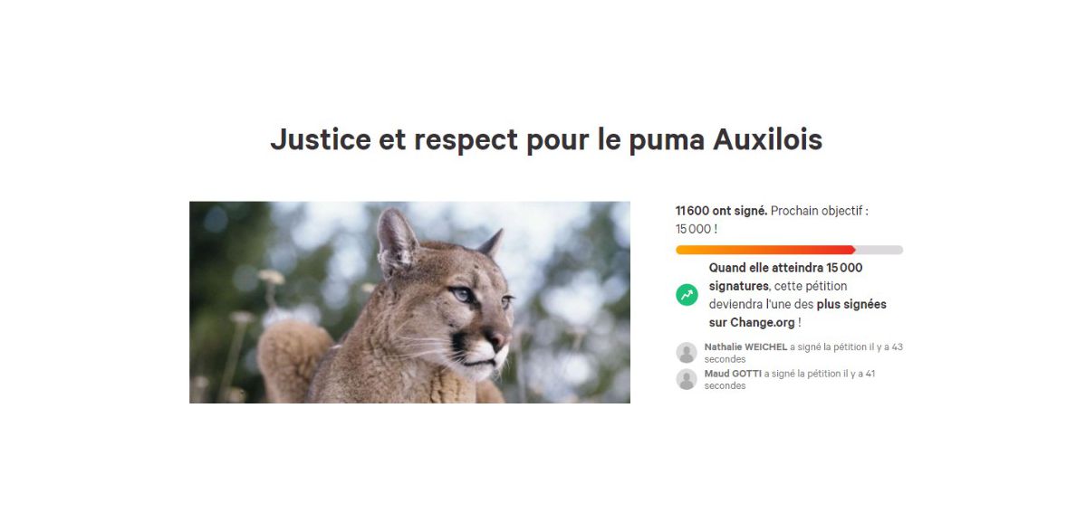 11 000 signatures pour la pétition qui demande de ne pas tuer le félin d'Auxi-le-Château
