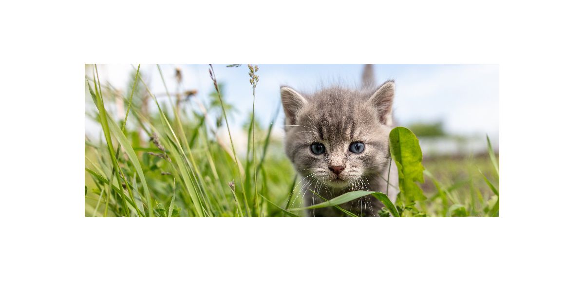 La SPA de Tilloy-les-Mofflaines recherche des familles pour s’occuper de chatons