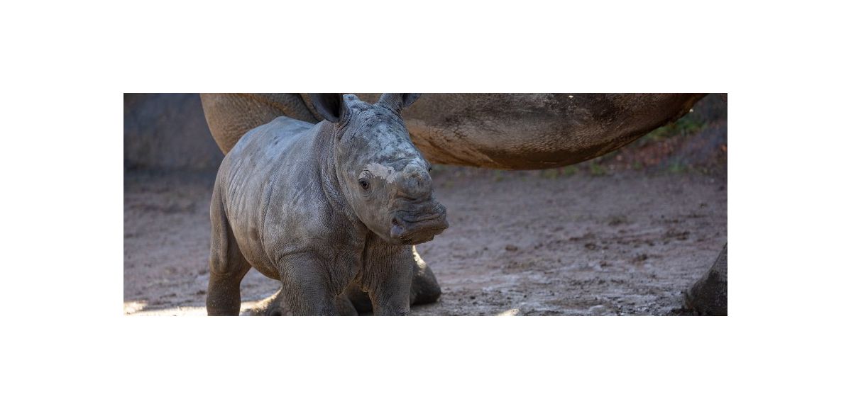 Un rhinocéros blanc du Sud a donné la vie à Pairi Daiza 