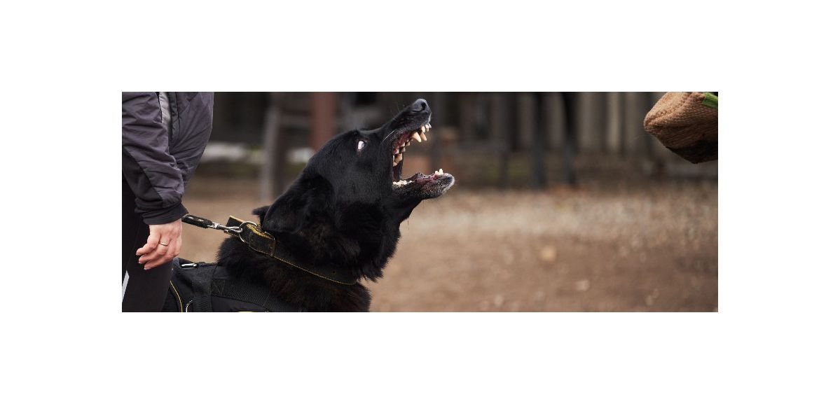 Noeux-les-Mines : le Whizz Club recrute un maître chien
