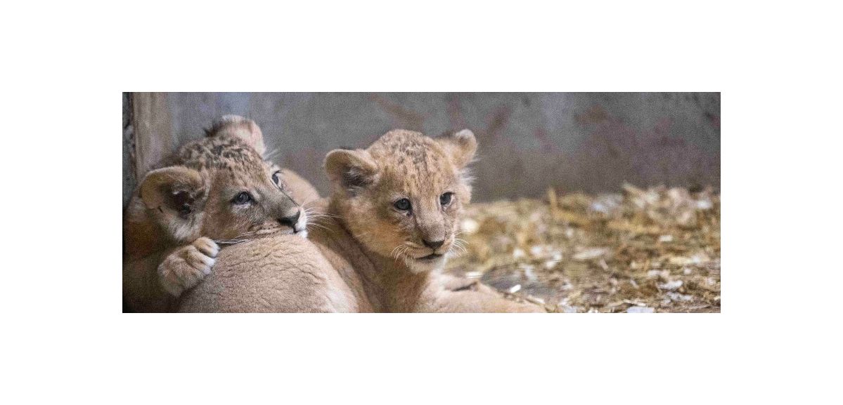 Pairi Daiza : naissance de deux lionceaux dans le zoo belge