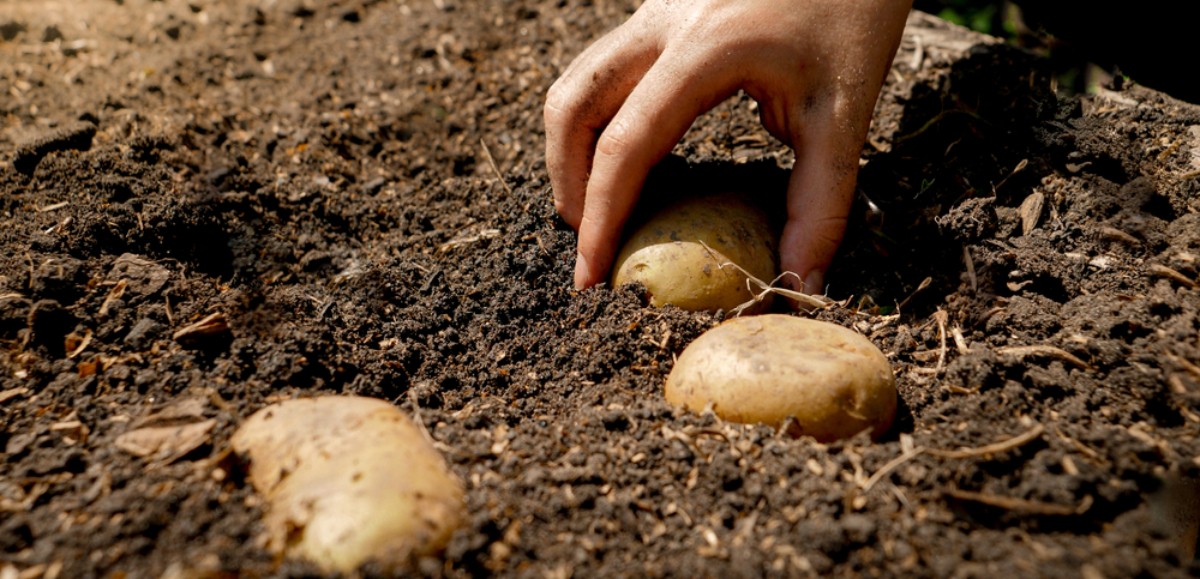 Sécheresse et baisse de production : les pommes de terre risquent de coûter plus cher 