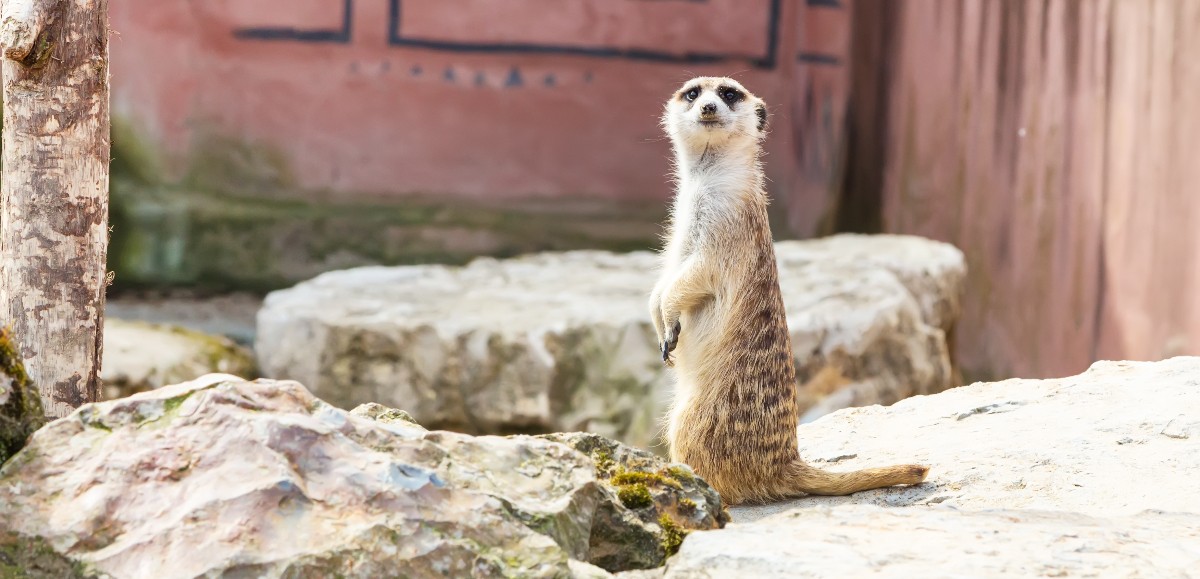 Belgique : le zoo Pairi Daiza recrute 70 personnes