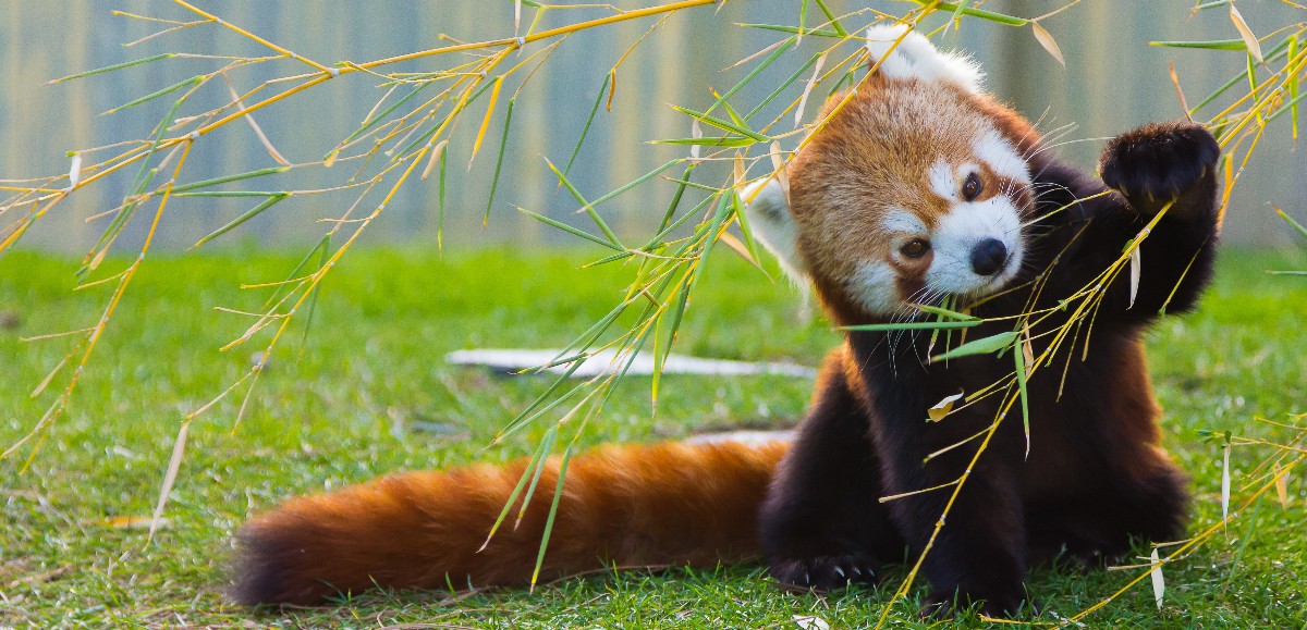 Deux pandas roux sont nés au zoo d'Amiens