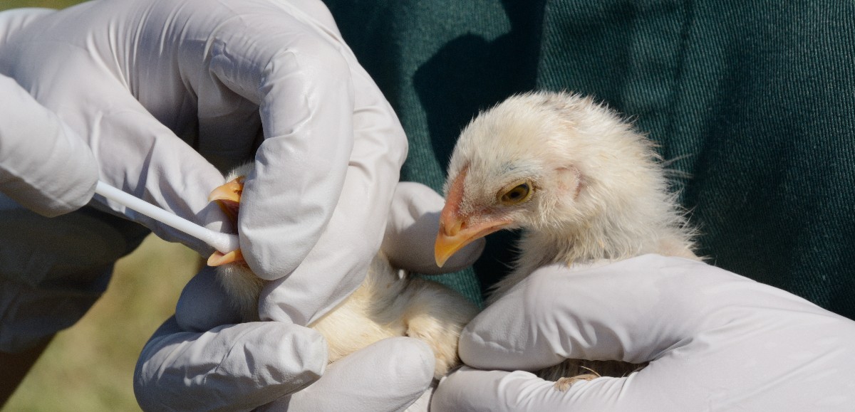 Le virus de la grippe aviaire à nouveau identifié dans l’Arrageois et le Béthunois