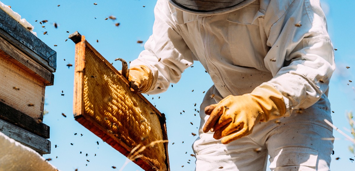 Le Pas-de-Calais indemnise les apiculteurs après le gel de 2021