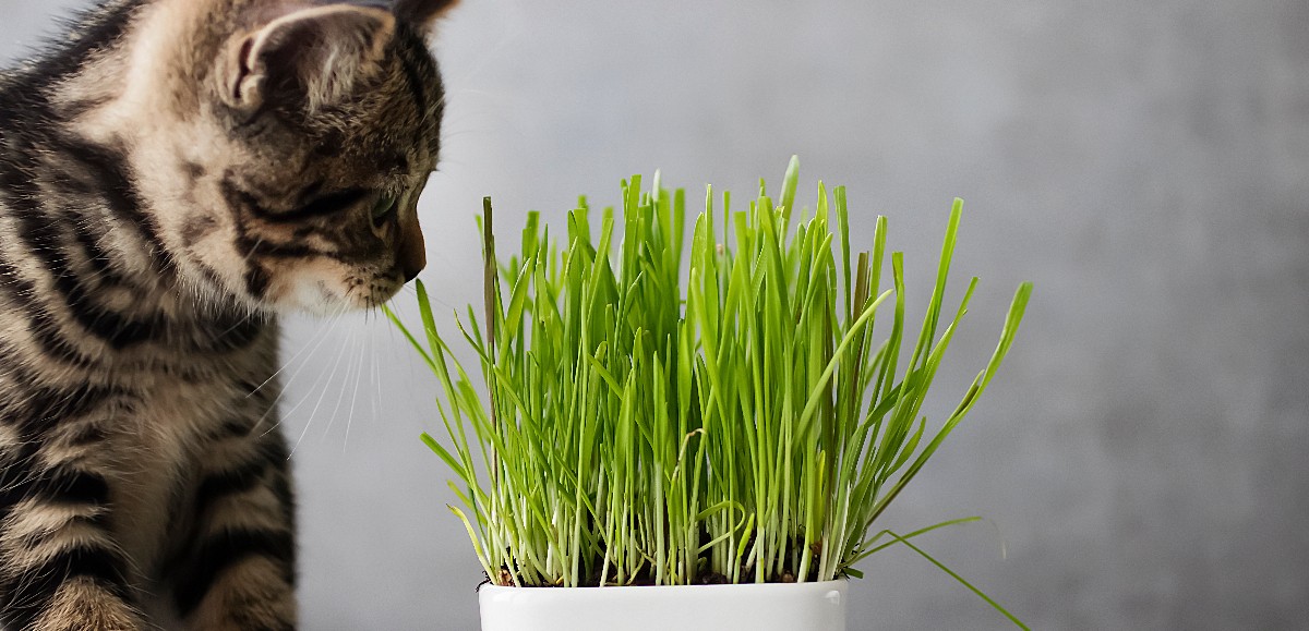 L’herbe à chat est-elle vraiment nécessaire ? 