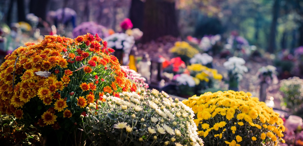 Chrysanthème :  pourquoi ces fleurs sont-elles le symbole de la Toussaint ? 