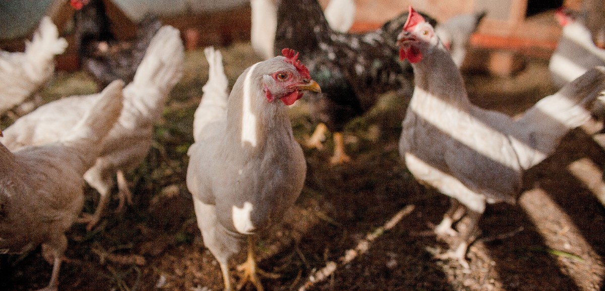 Grippe aviaire : le niveau de risque passe de « modéré » à « élevé »