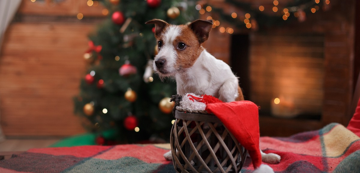 Allez-vous offrir un cadeau de Noël à votre animal de compagnie ?