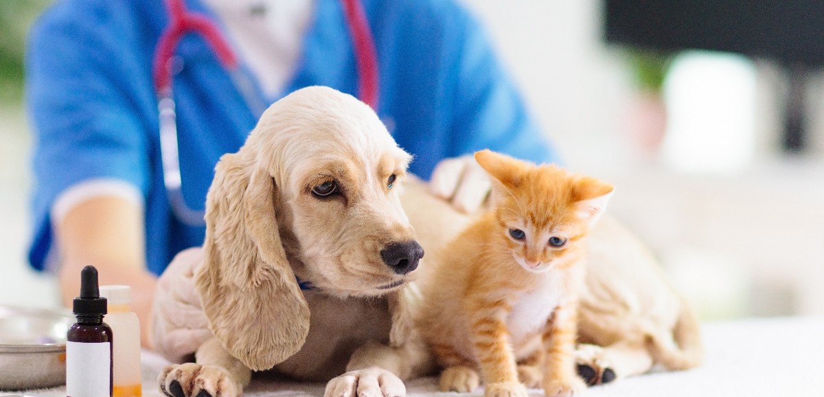 Chats et chiens : pourquoi et quand les vacciner ? 