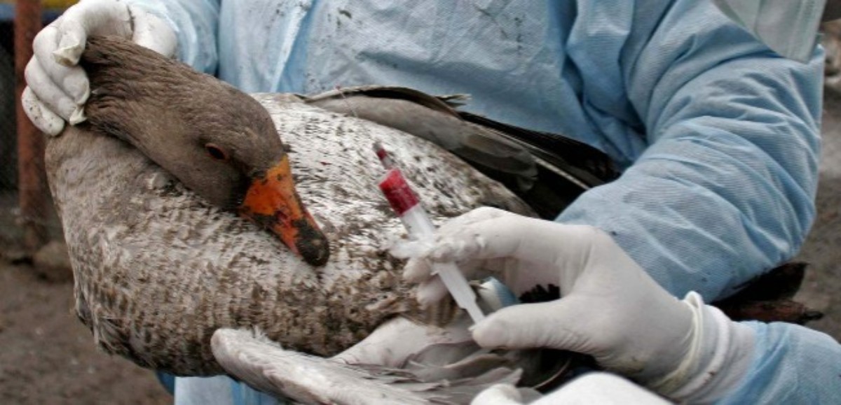 Nouvelle détection du virus de la grippe aviaire dans le Pas-de-Calais 