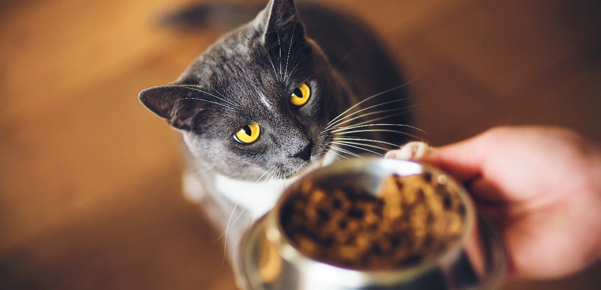 Quels sont les aliments à ne surtout pas donner à votre chat ?