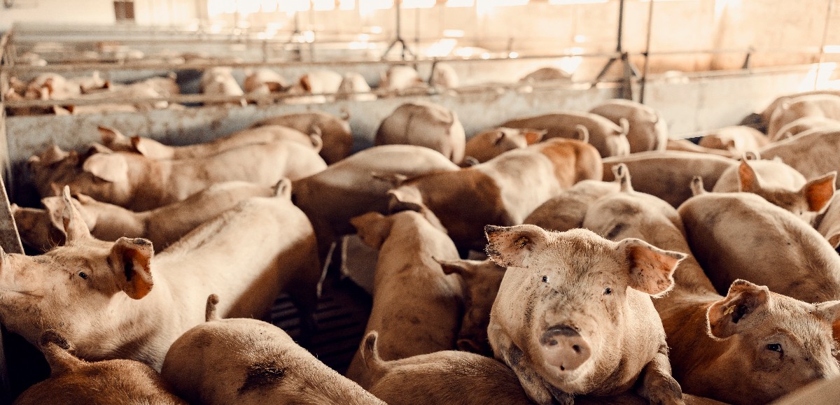 200 cochons meurent dans un feu de bâtiment agricole à Le Transloy