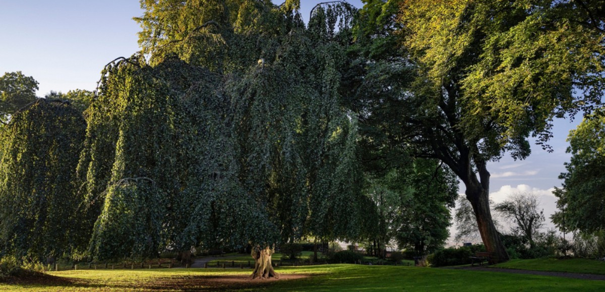 L'arbre de Cassel sera-t-il le plus beau d'Europe ?