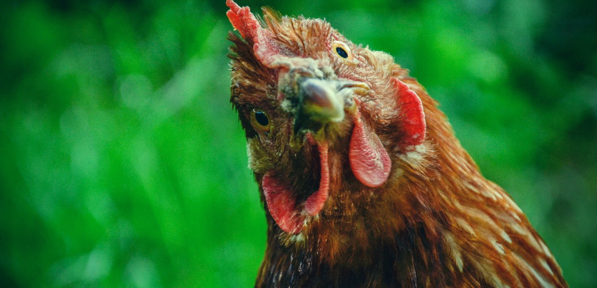 Merville : 4 000 poules distribuées pour leur éviter l'abattoir samedi