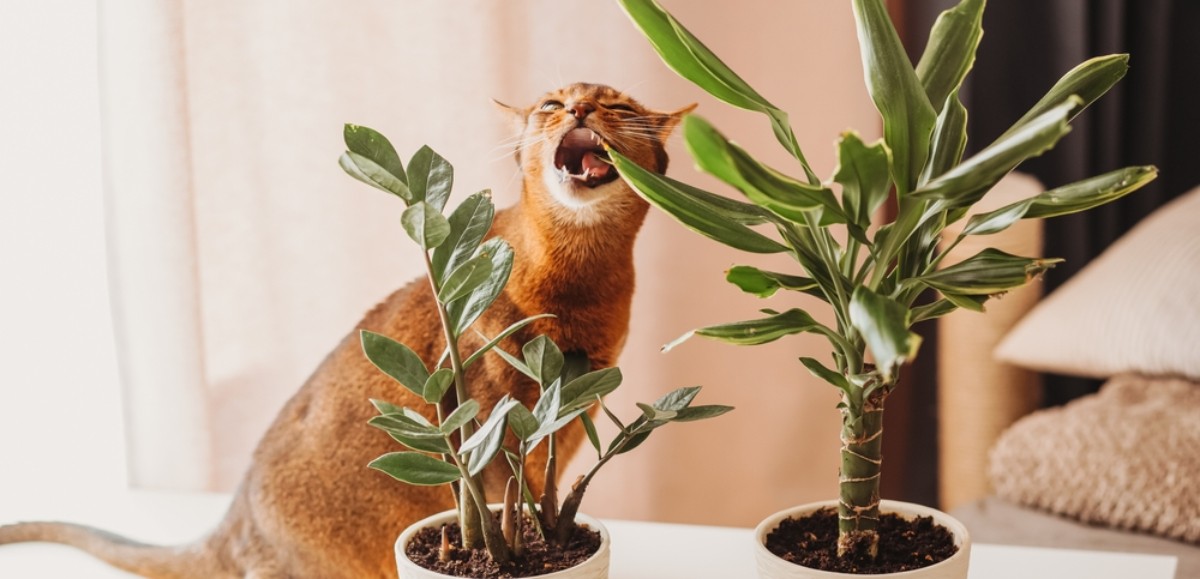 Quelles sont les plantes toxiques pour le chat ?