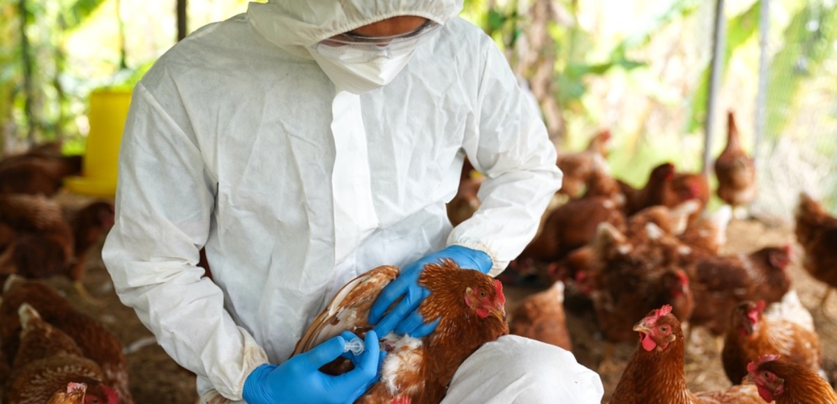 Propagation de la grippe aviaire dans le Pas-de-Calais : tous les élevages sont confinés