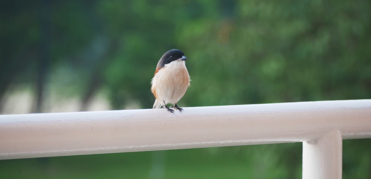 Comment attirer les oiseaux sur son balcon ?