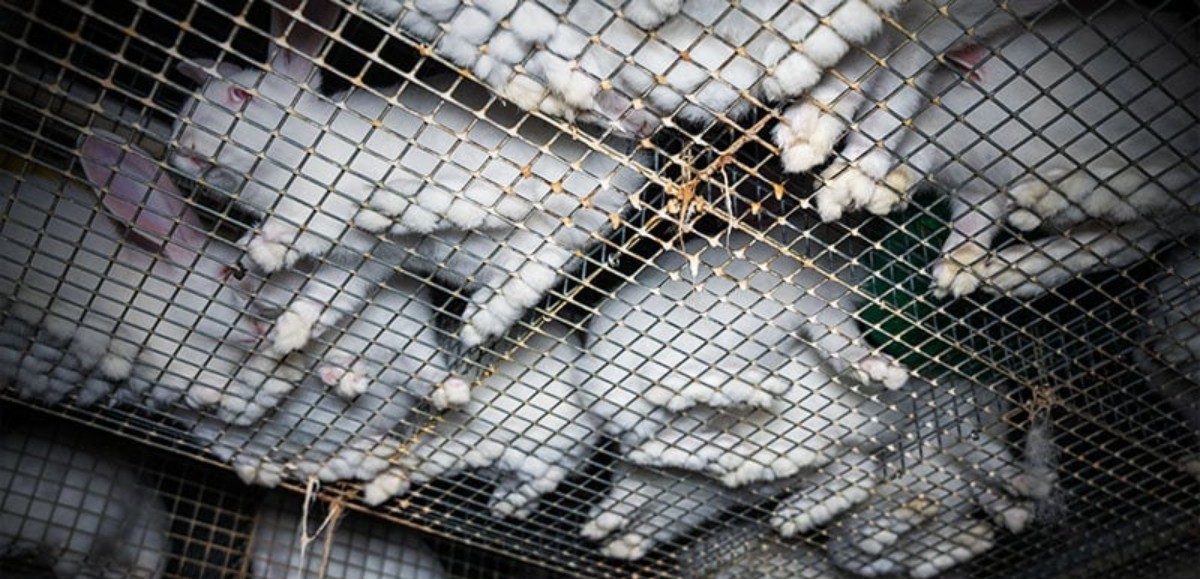 Nord : un élevage intensif de lapins mis en cause pour maltraitance animale