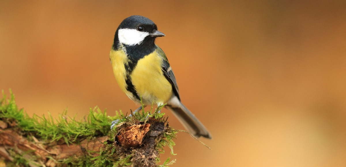 Pourquoi le nombre d’oiseaux a diminué de 25% en près de 40 ans en Europe ? 