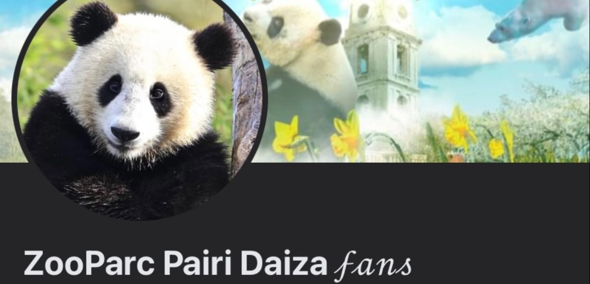 Une arnaque vise le zoo belge Pairi Daiza sur Facebook